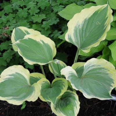 Hosta 'Ivory Coast'